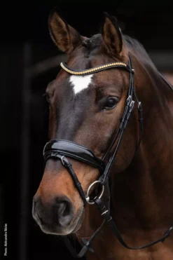 Schockemohle Stanton Select Anatomical Bridle -Finest Equestrian Supplies 1101 00060 stantonselect black patent orange silver img35 1 jpg