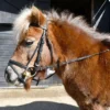 Windsor. Windsor Small Pony Flash Bridle(inc Reins) -Finest Equestrian Supplies 215 shetland bridle web 1 3 jpg