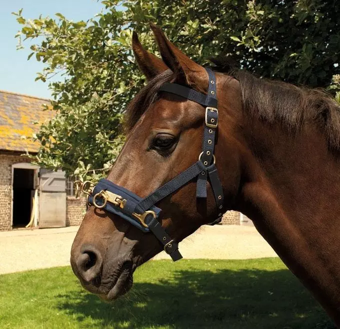 Rhinegold Nylon Lunge Cavesson 3 Rhinegold Nylon Lunge Cavesson