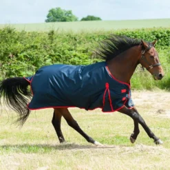 Gallop Trojan 200 Turnout Rug -Finest Equestrian Supplies 700 2 1 2 2 jpg