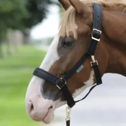 Bucas Dublin Comfort Headcollar -Finest Equestrian Supplies bucas dublin headcollar black 3 jpg