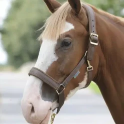 Bucas Dublin Comfort Headcollar -Finest Equestrian Supplies bucas dublin headcollar brown jpg