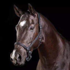 Collegiate ComFiTec Leather Headcollar -Finest Equestrian Supplies collegiate comfitec leather headcollar black 1 jpg