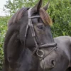 EcoRider Ecosoft Luxe Bridle -Finest Equestrian Supplies eco702br 4 jpg