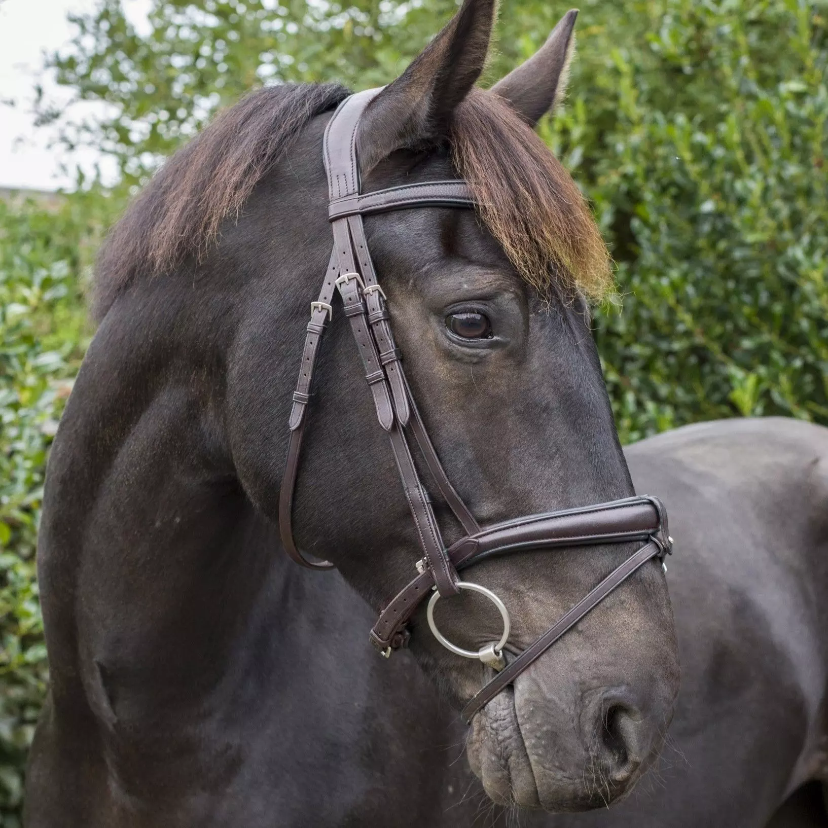 EcoRider Ecosoft Luxe Bridle 3 EcoRider Ecosoft Luxe Bridle