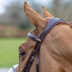 LeMieux Grackle Bridle -Finest Equestrian Supplies g0a7347 3 jpg