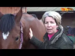 Equilibrium Hind & Hock Magnetic Chaps -Finest Equestrian Supplies hqdefault 2 19 1 jpg