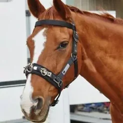 Kincade Coordinate Lunge Cavesson -Finest Equestrian Supplies kincade coordinate lunge cavesson black 1 jpg 1