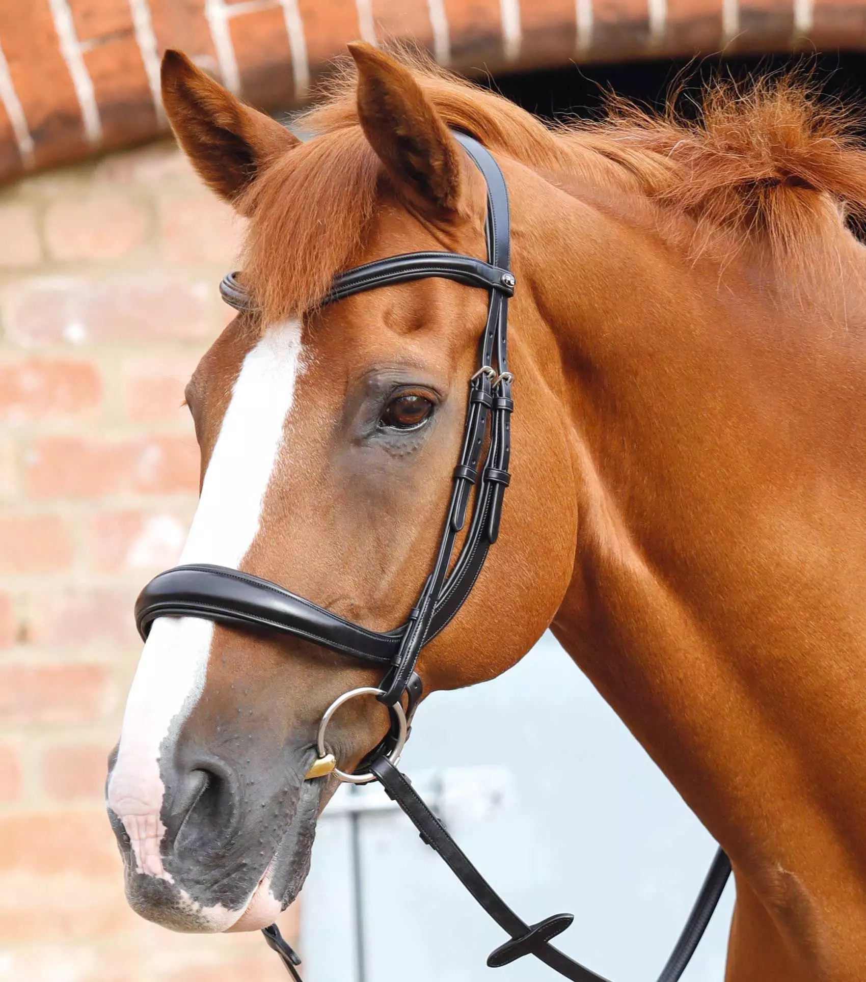 Premier Equine Lambro Anatomic Bridle With Crank Noseband 12 Premier Equine Lambro Anatomic Bridle With Crank Noseband - Image 10