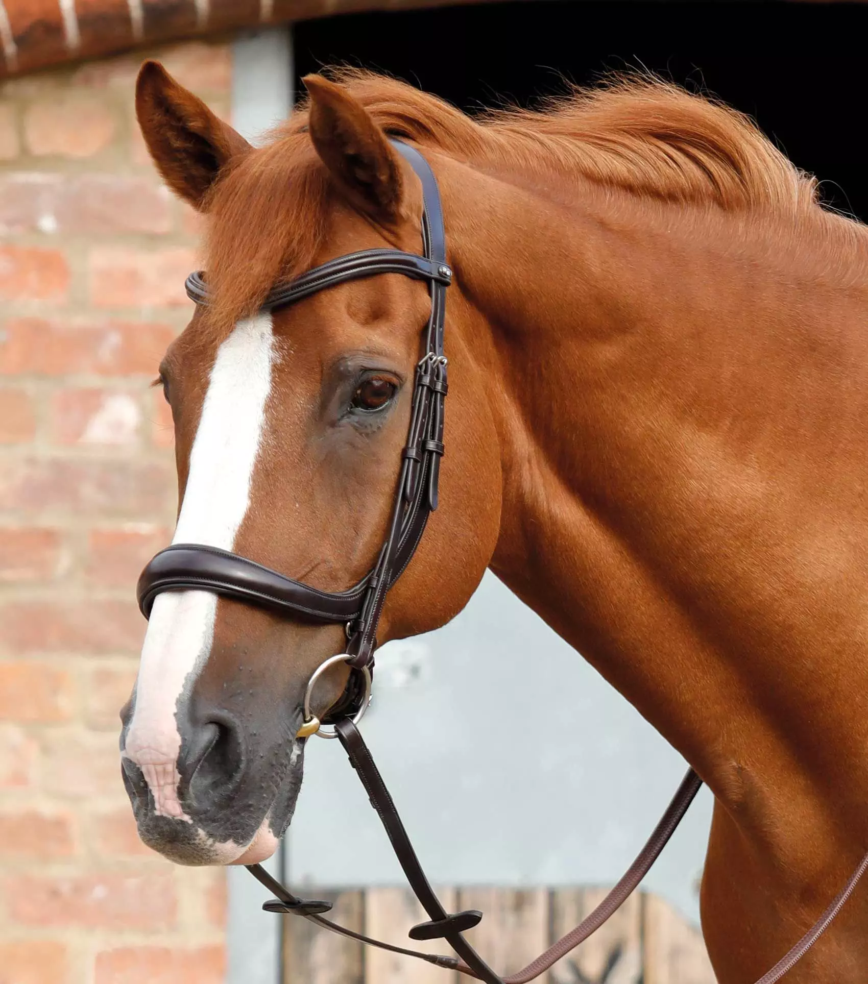 Premier Equine Lambro Anatomic Bridle With Crank Noseband 10 Premier Equine Lambro Anatomic Bridle With Crank Noseband - Image 8