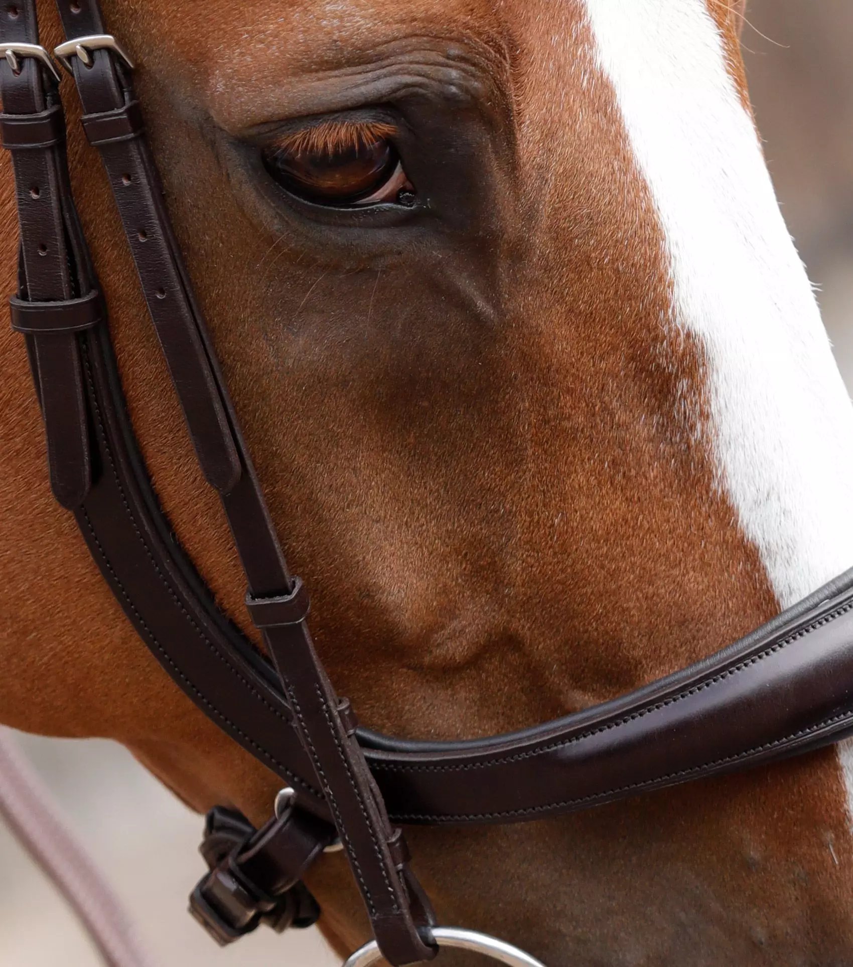 Premier Equine Lambro Anatomic Bridle With Crank Noseband 9 Premier Equine Lambro Anatomic Bridle With Crank Noseband - Image 7
