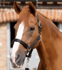 Premier Equine Plain Padded Horse Head Collar -Finest Equestrian Supplies plain padded head collar black 2 jpg