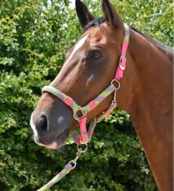 Hy Multicolour Adjustable Head Collar With Rope -Finest Equestrian Supplies pr 26723 hy multicolour head collar and lead rope 02 1 jpg
