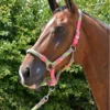 Hy Multicolour Adjustable Head Collar With Rope -Finest Equestrian Supplies pr 26723 hy multicolour head collar and lead rope 02 3 jpg