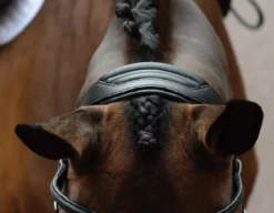 Collegiate ComfiTec Vogue Anatomical Bridle -Finest Equestrian Supplies voguebl3 2 jpg